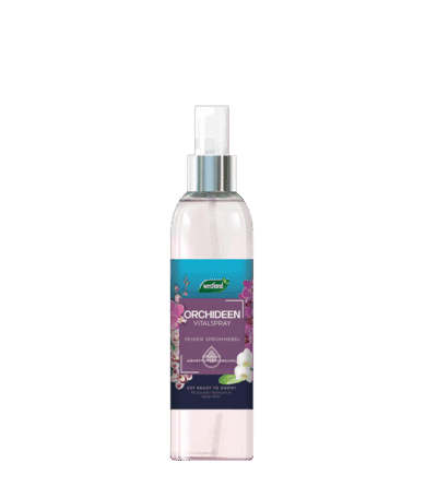 733698 WL Orchideen Vitalspray 570x650 02