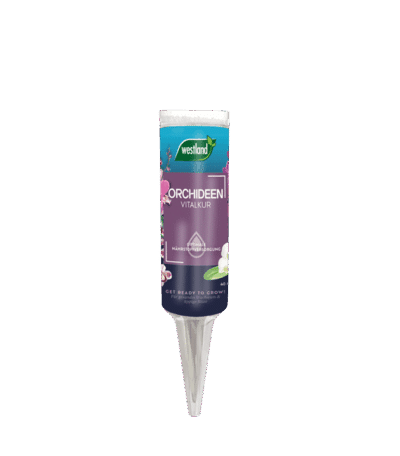 733735 WL Orchideen Vitalkur 570x650 02